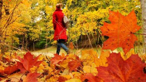 A woman walks past colored leaves as she takes a stroll through the Maximiliansanlagen garden on October 10, 2008 in Munich, southern Germany. Autumn brought a sunny day to wide parts of the country.    AFP PHOTO    DDP/JOERG KOCH    GERMANY OUT