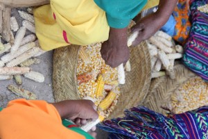 Enfrentarán comunidades indígenas el invierno sin cosecha de maíz (7)