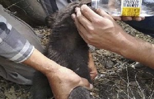 Rescatan de incendio a cría de oso negro1