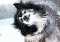 Niña sobrevive a tormenta de nieve abrazando a perrito callejero