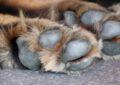 “Envenenadero” de perros y gatos en Delicias; exigen ponerle alto
