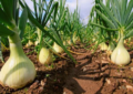 Se redujo 50% la siembra de cebolla en la región
