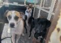 Aseguran 45 canes y clausuran albergue de perritos por maltrato animal