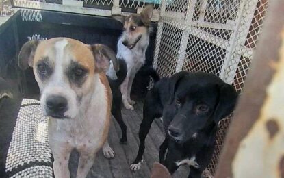 Aseguran 45 canes y clausuran albergue de perritos por maltrato animal
